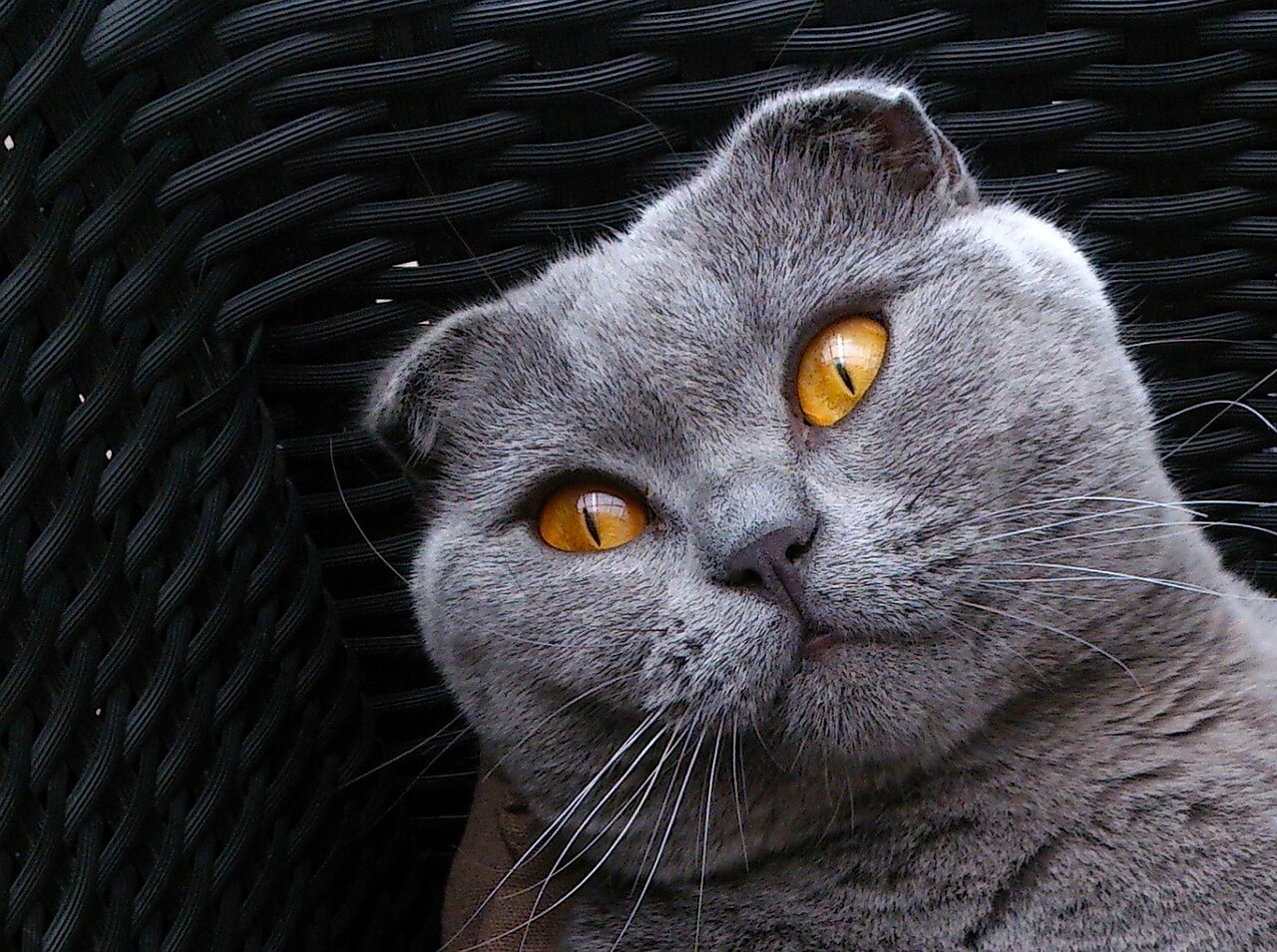 Взрослый шотландский кот прямоухий (33 фото)