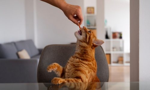 Зачем нужен домик для кошки, как сделать его своими руками