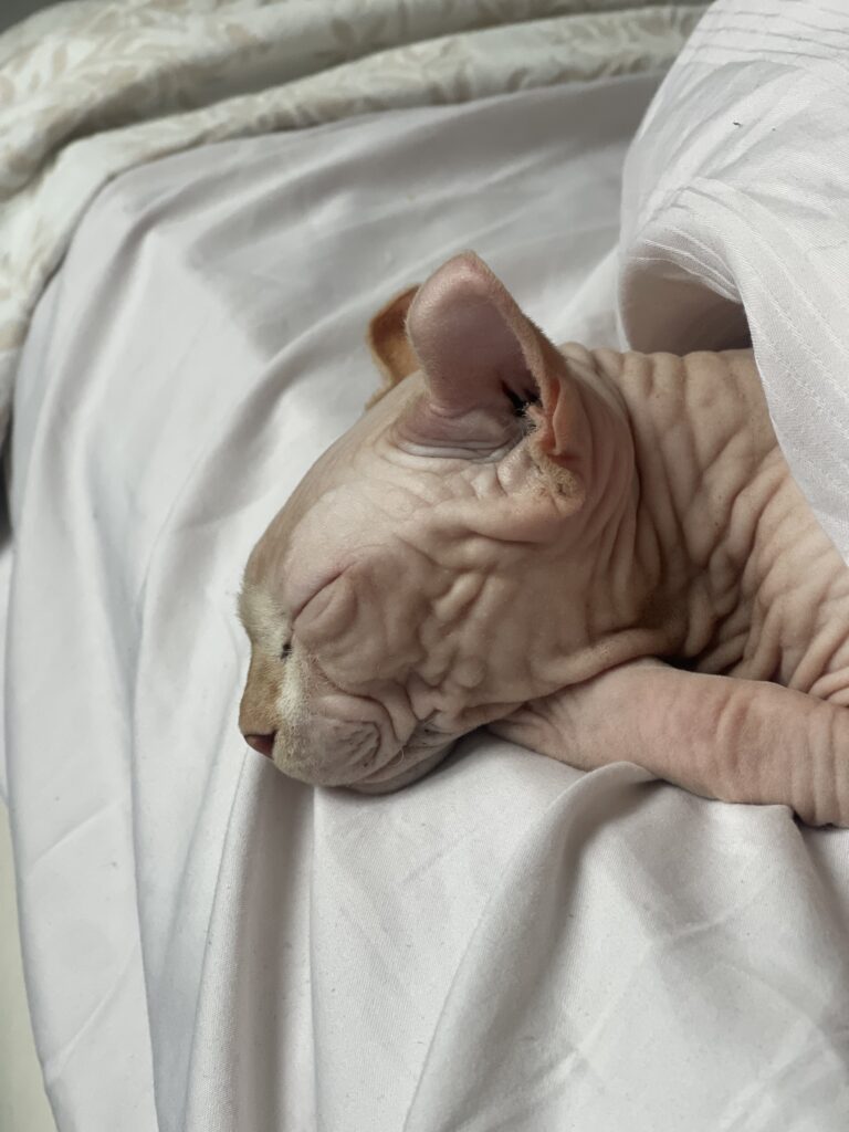 Изображение #1 от Лина