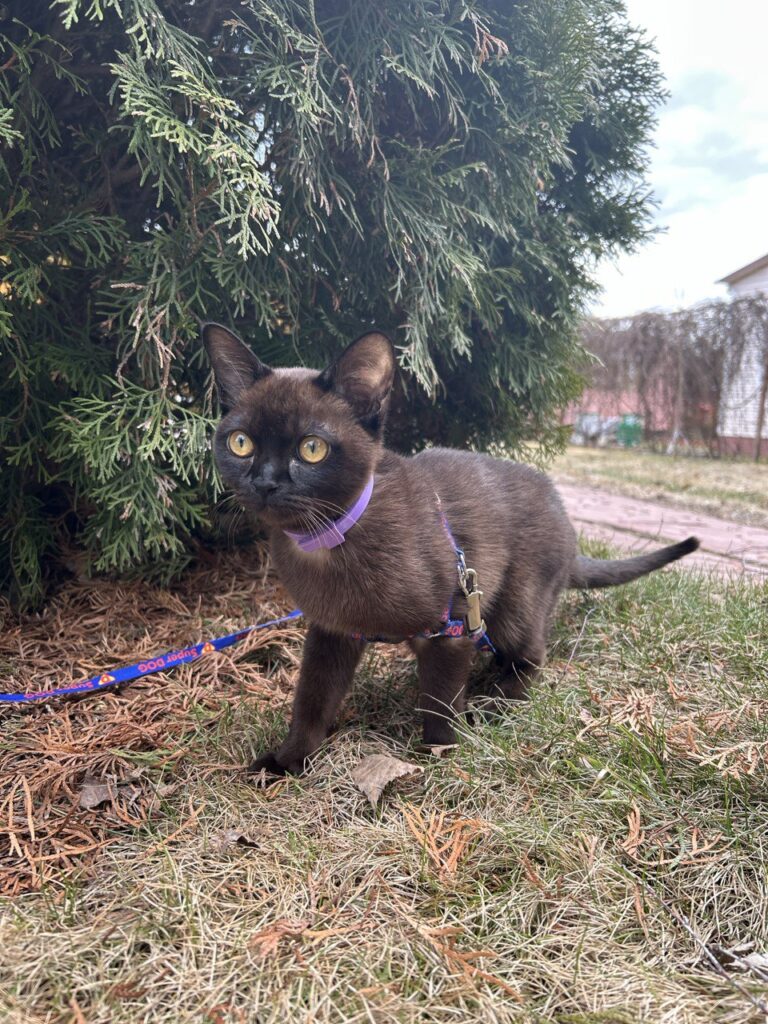 Изображение #1 от Борисова Ксения