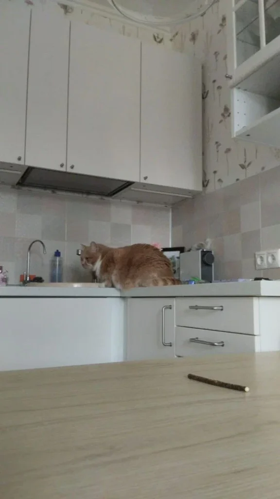 Изображение #1 от Кирилл