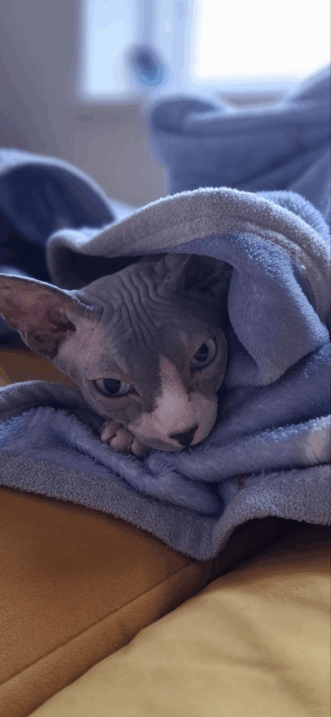 image18 Я думала, что даю лучшее — пока Луна не заболела - SUPERPET