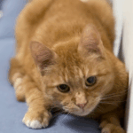 Я почти потеряла своего кота, а потом произошло чудо - SUPERPET