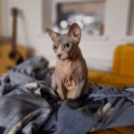 Я думала, что даю лучшее — пока Луна не заболела - SUPERPET