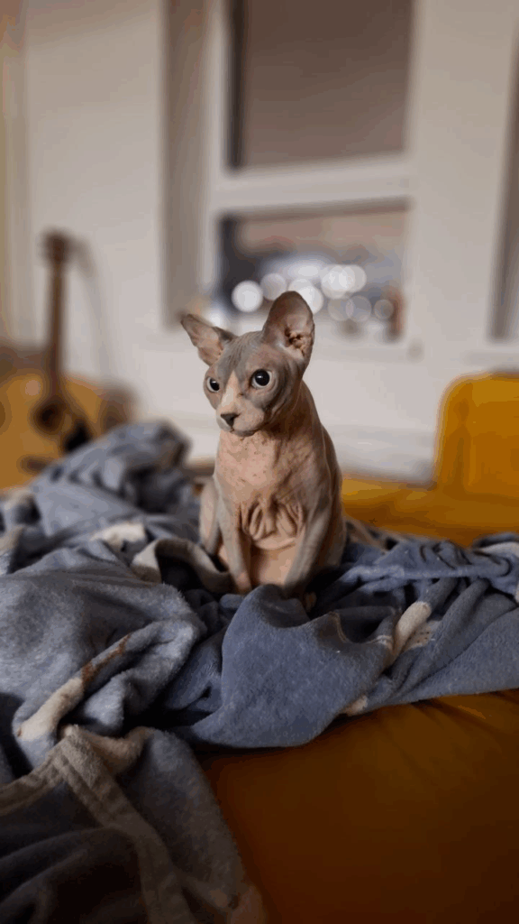 Я думала, что даю лучшее — пока Луна не заболела - SUPERPET