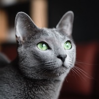 Натуральный корм для стерилизованных кошек - SUPERPET